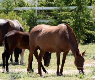 Caballos en el prado